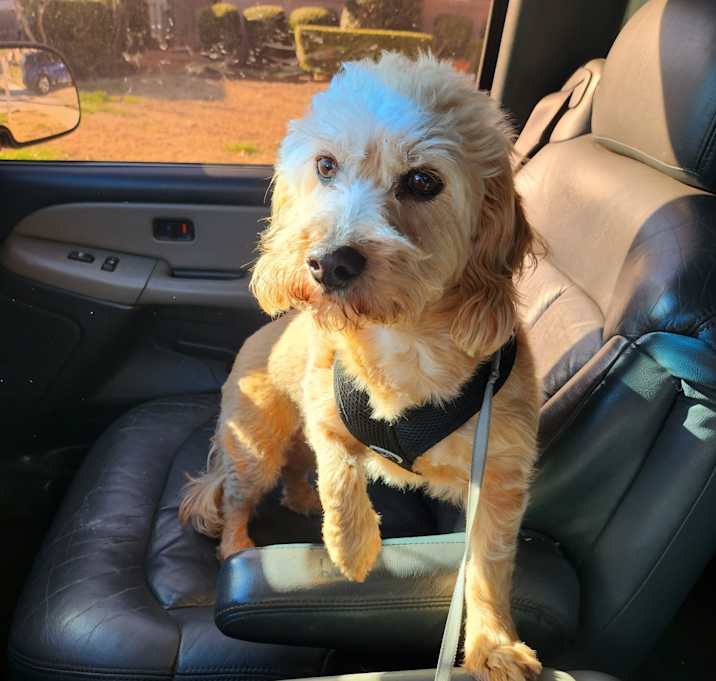 Photo of Bambino