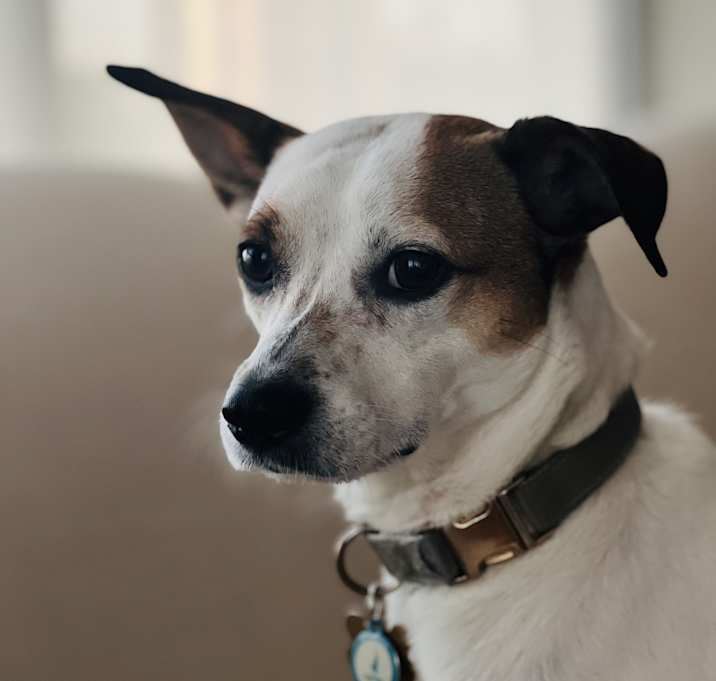 Photo of Milo