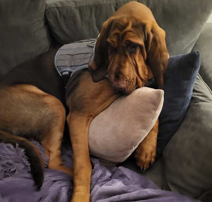 Photo of Cannoli