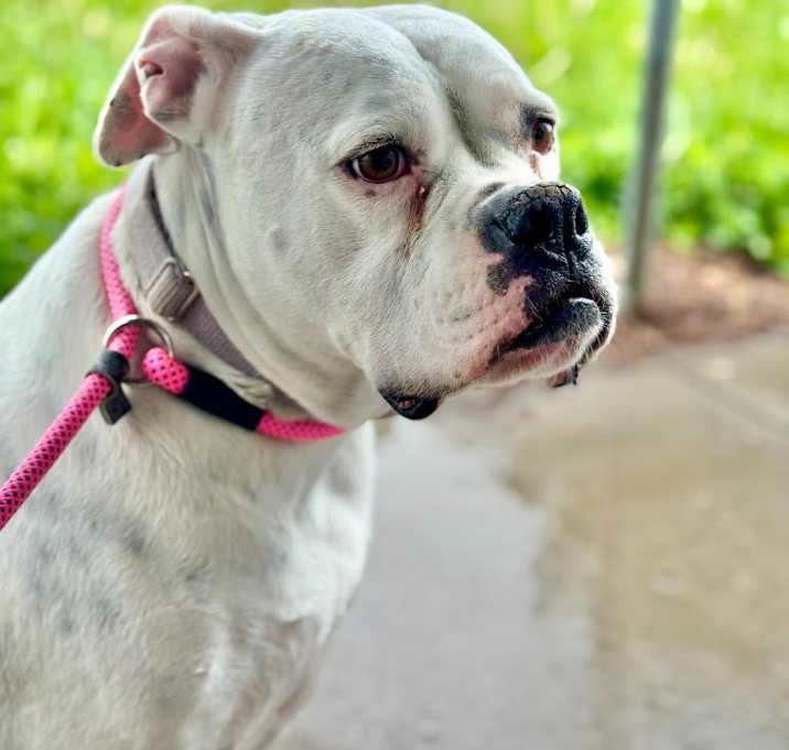 Photo of Daphne