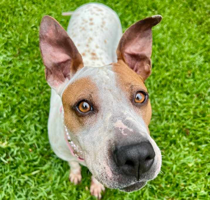 Photo of Sprinkles