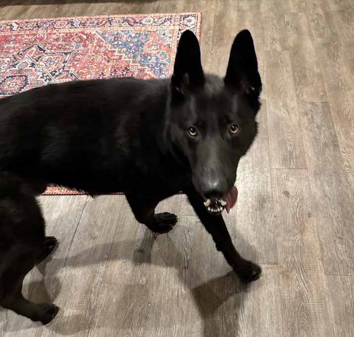 Photo of Bear