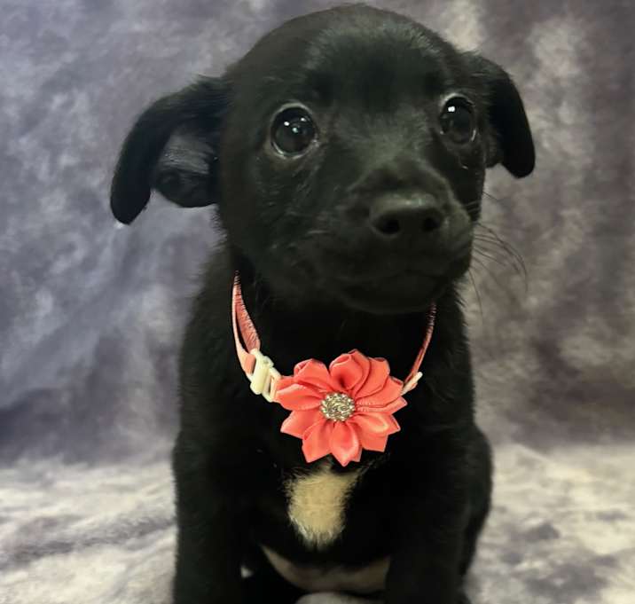 Photo of Daisy