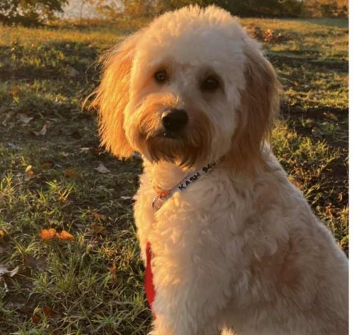 Photo of Kash