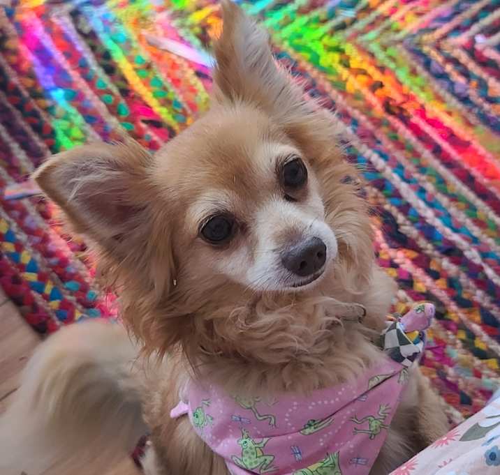 Photo of Puppy