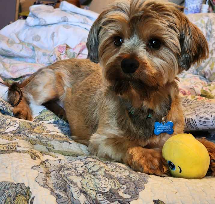 Photo of Pork Chop