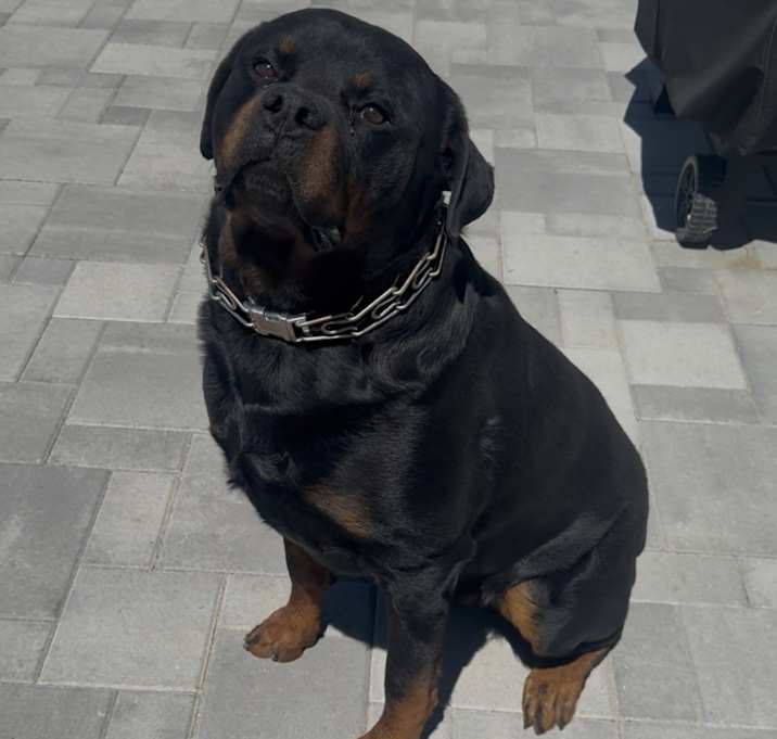 Photo of Archie