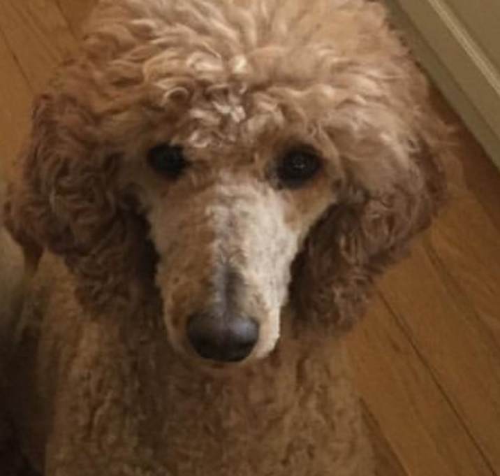 Photo of Pearl
