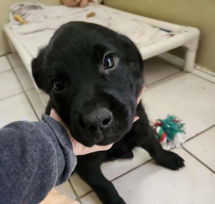 Photo of Rosie