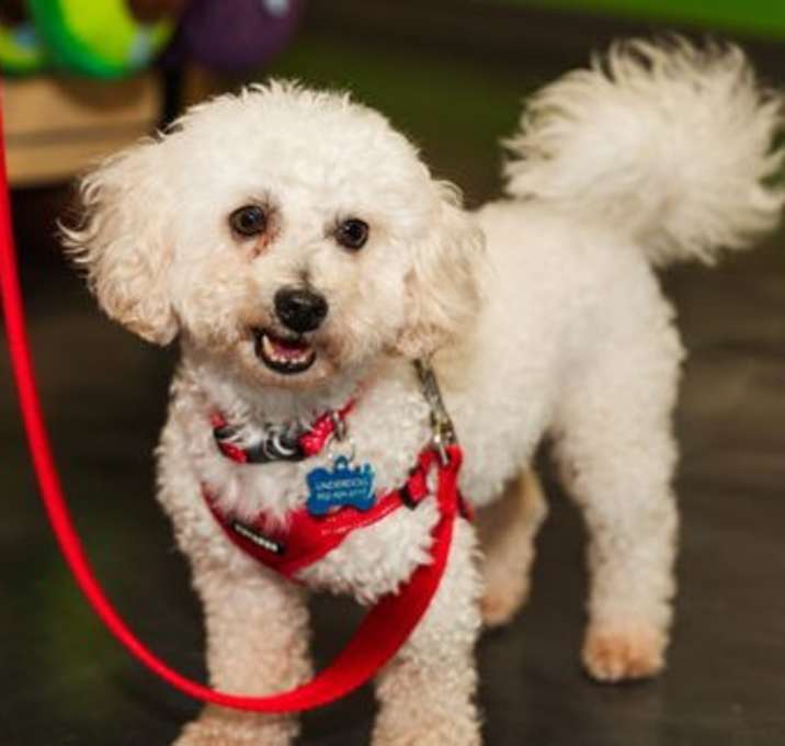 Photo of Toto