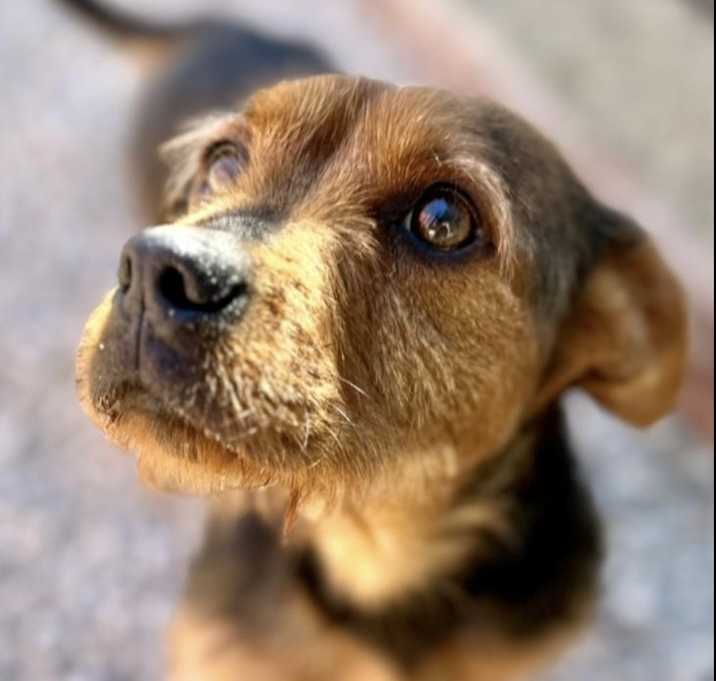 Photo of Enya (Lowrider)