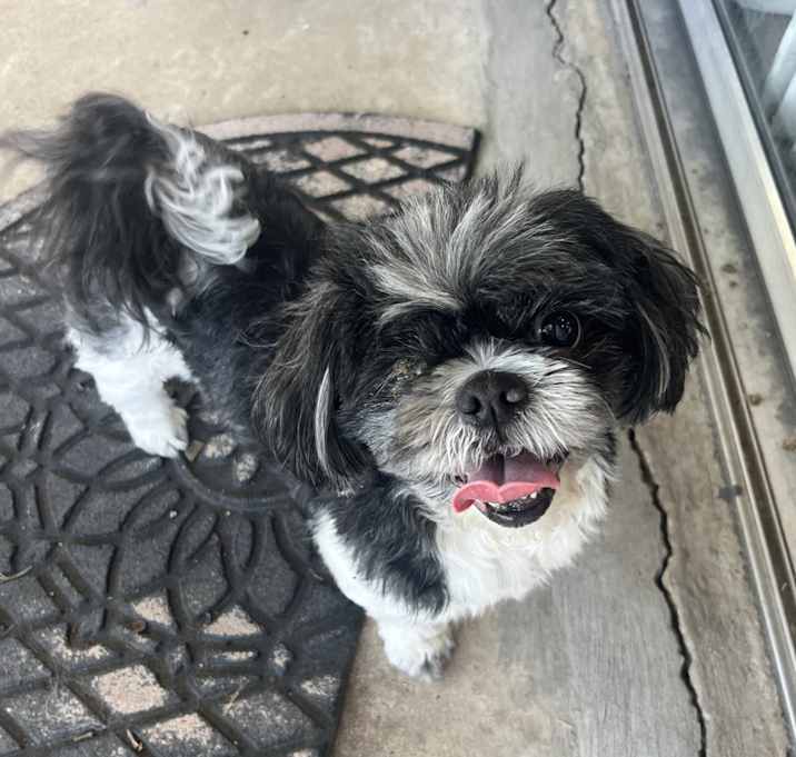 Photo of Chip