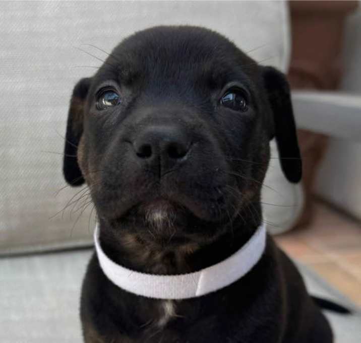 Photo of Pita