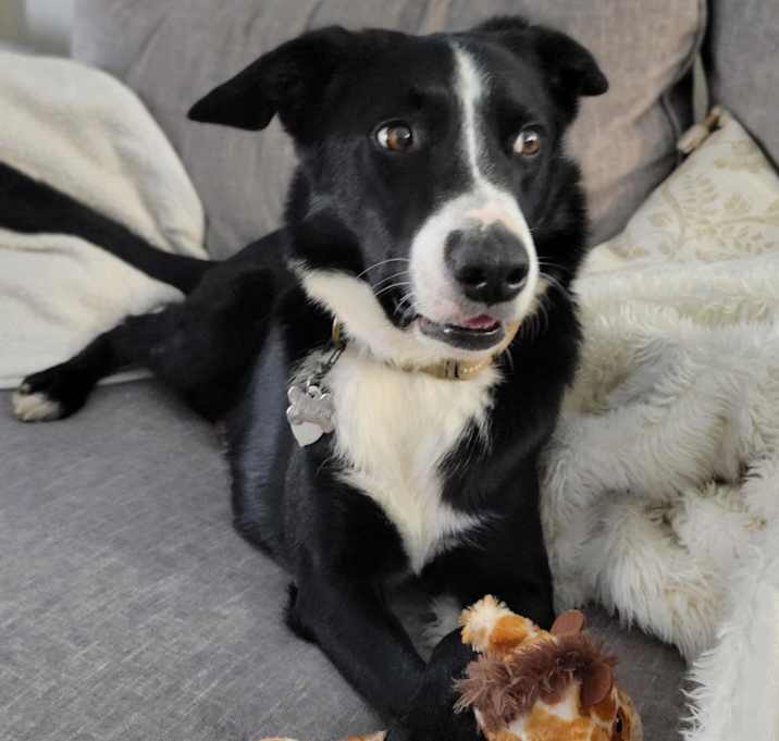 Photo of Shadow
