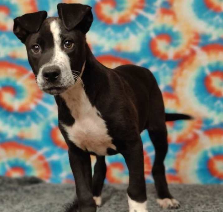 Photo of Bogey 25/423