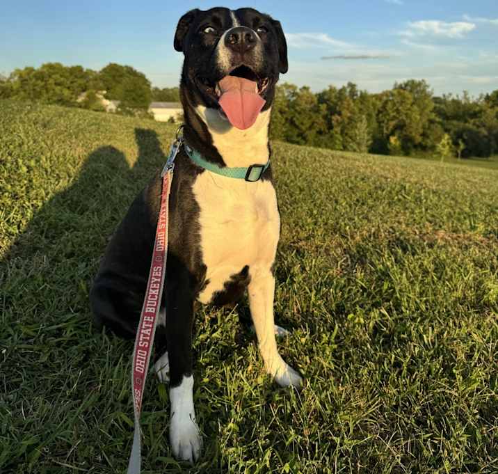 Photo of Goose