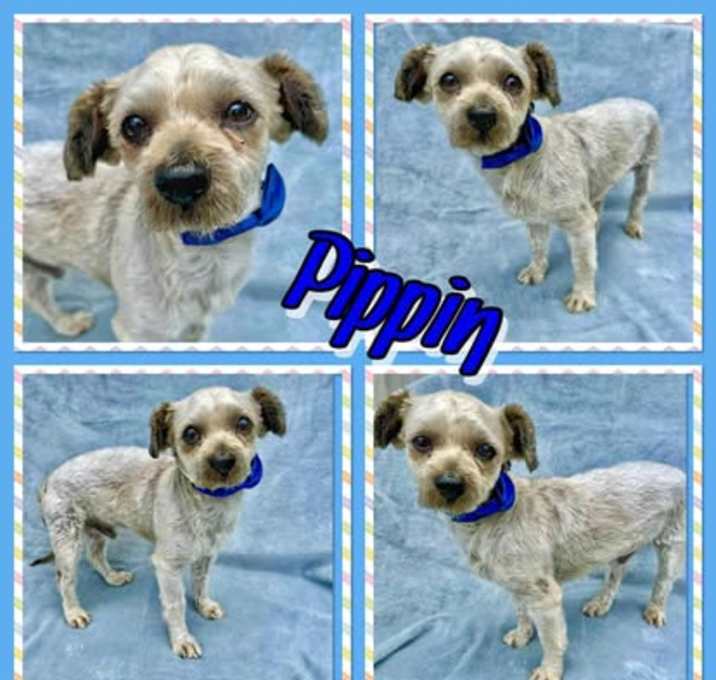 Photo of Pippin