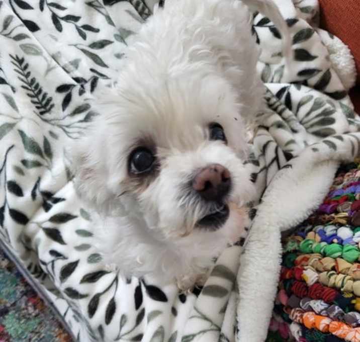 Photo of Annie (SC)