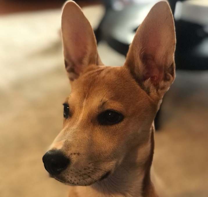 Photo of Pepper