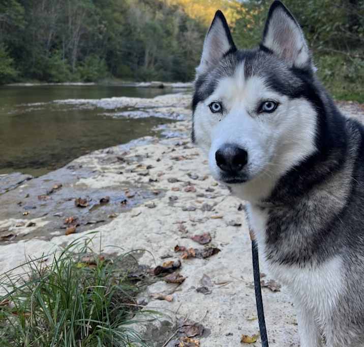 Photo of Koa