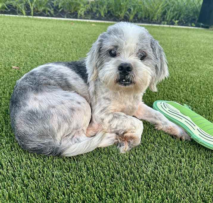 Photo of Scrappy