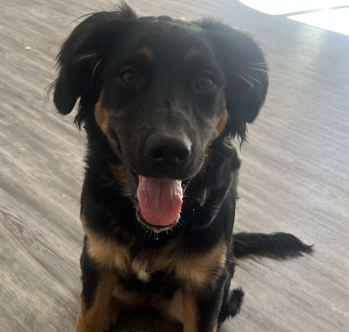 Photo of Honey
