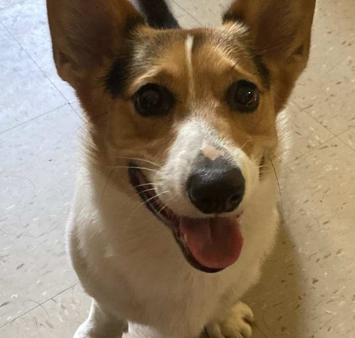 Photo of Milo