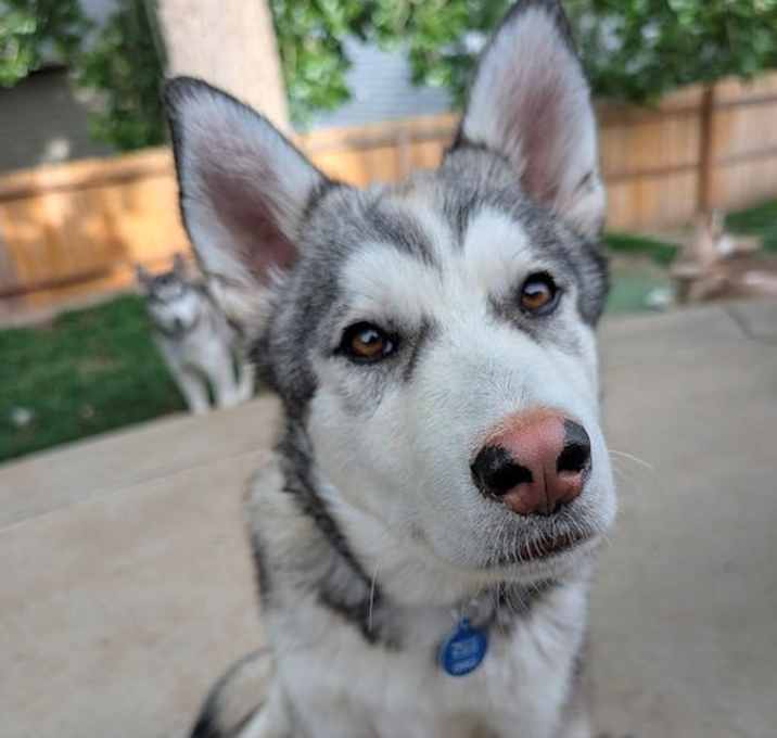 Photo of Triscuit