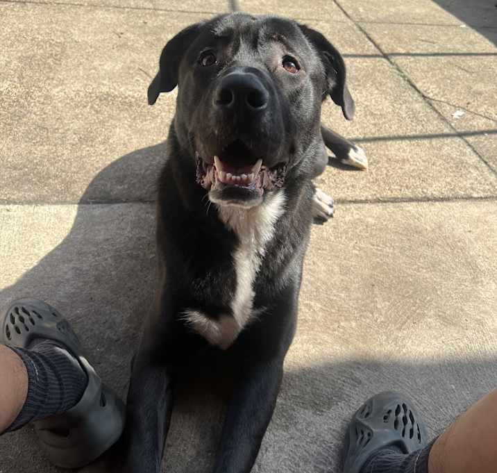 Photo of Striker