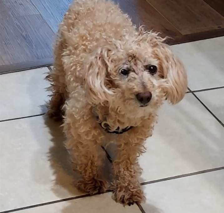 Photo of Cooper