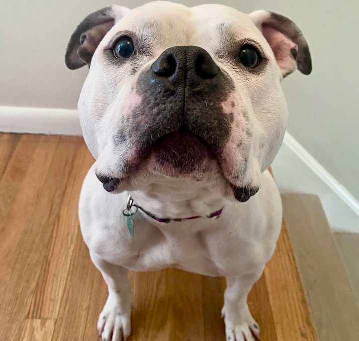 Photo of Calliope