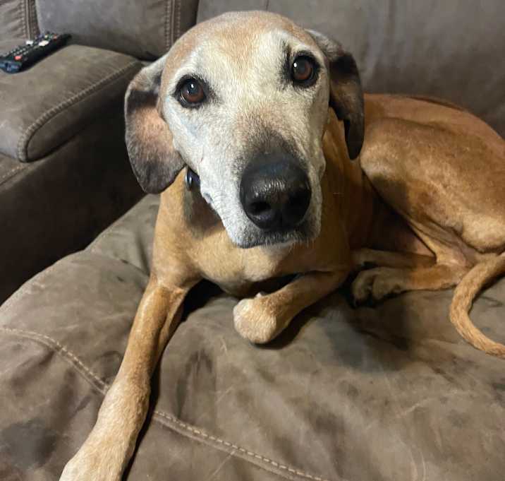 Photo of Daisy