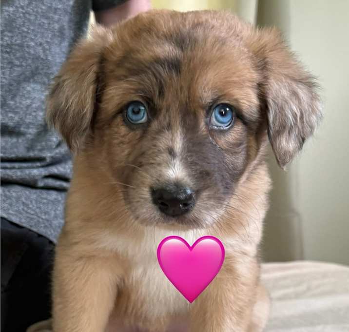 Photo of Puppies!
