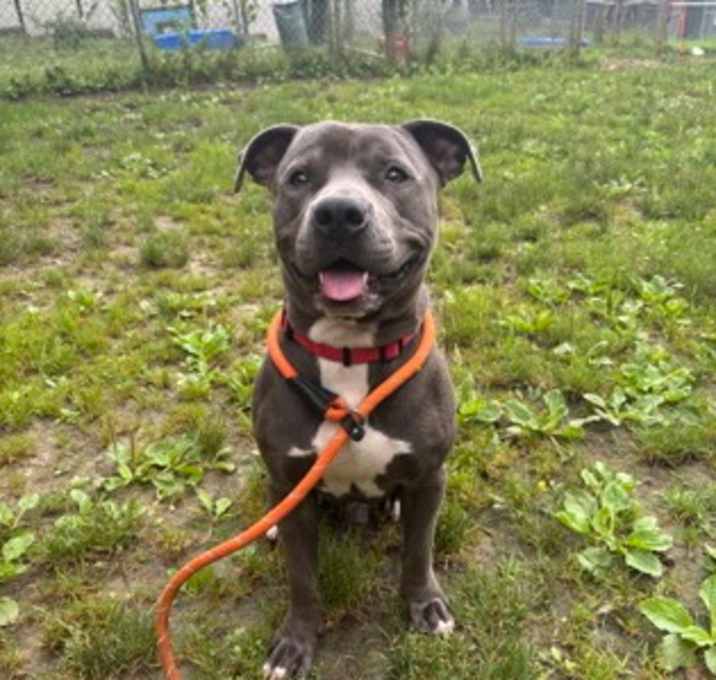 Photo of Oreo
