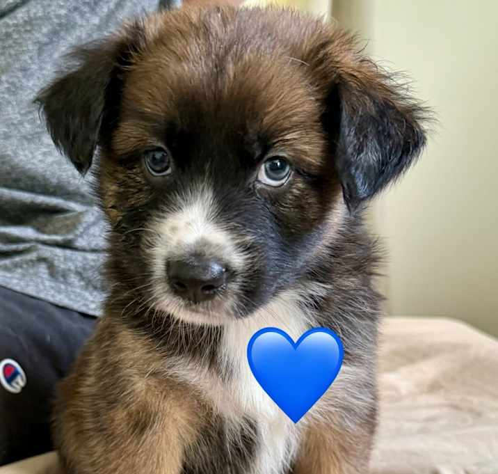 Photo of Puppies!