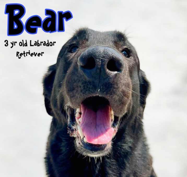 Photo of Bear