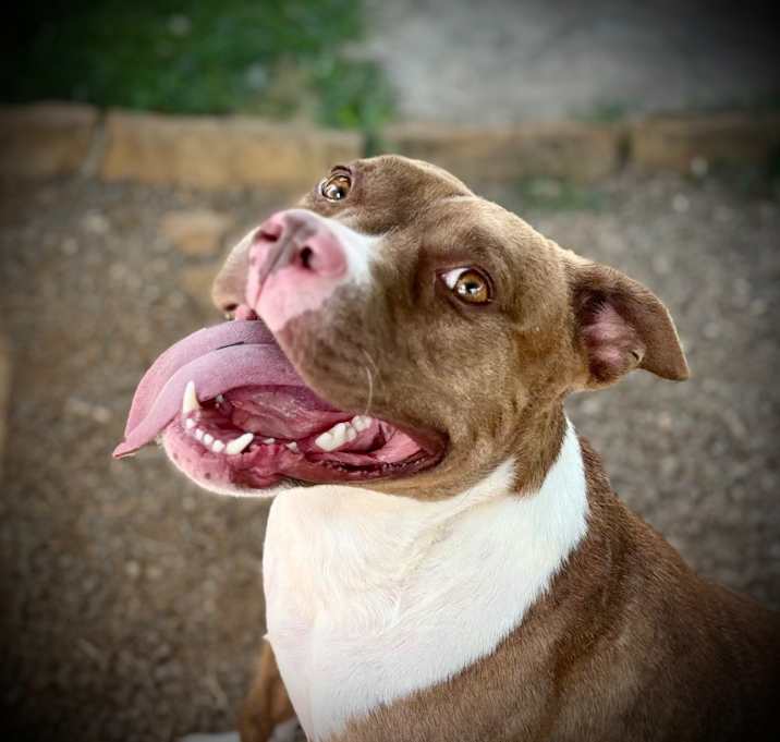 Photo of Akela