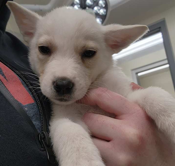 Photo of Hopper