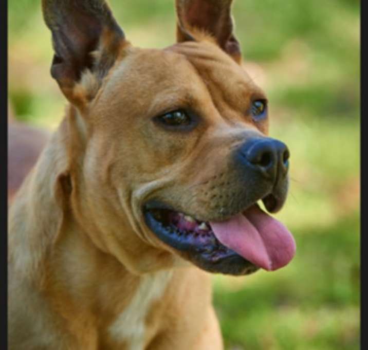 Photo of Chinese Shar-Pei  Dogue de Bordeaux mx
