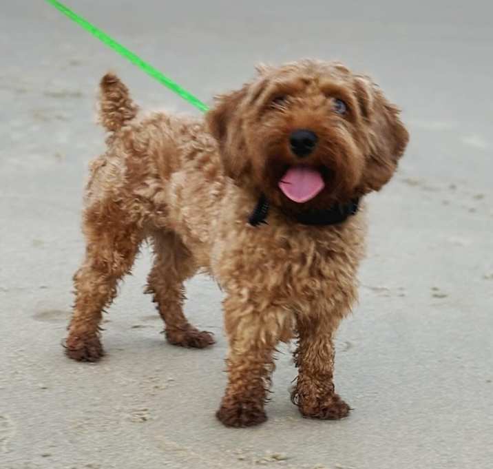Photo of Pretzel