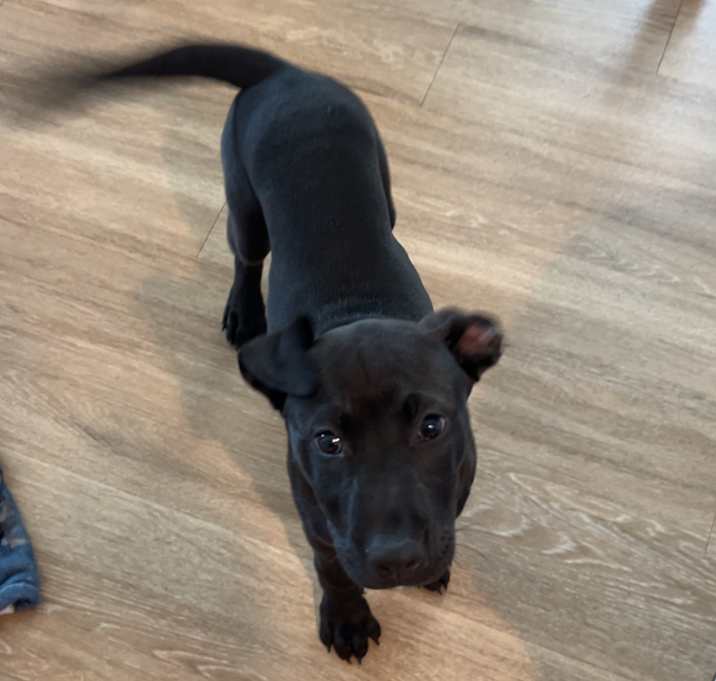 Photo of Dex