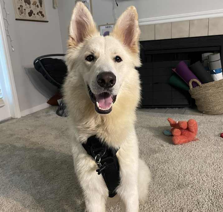 Photo of Apollo