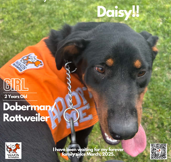 Photo of Daisy