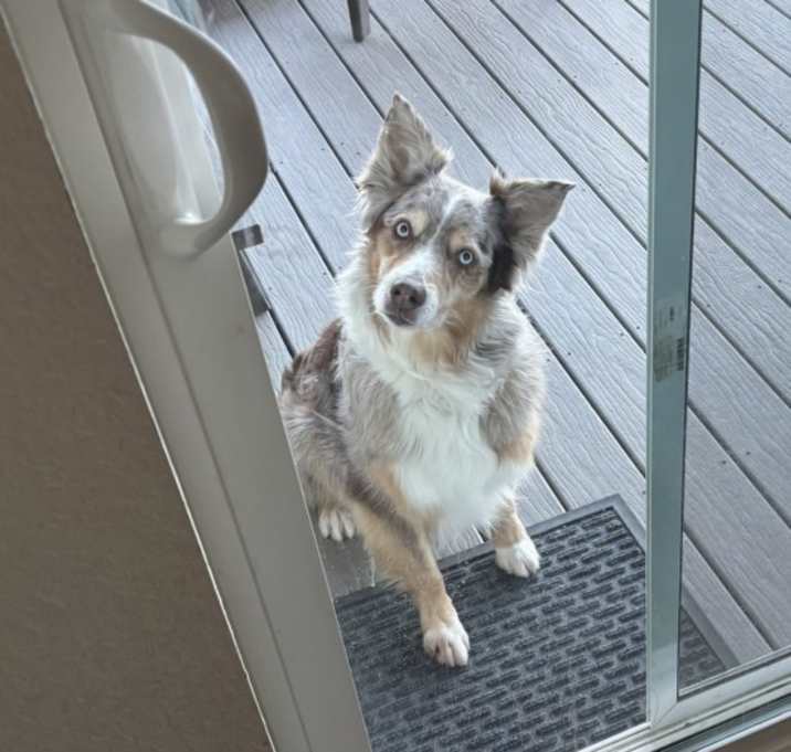 Photo of Piper