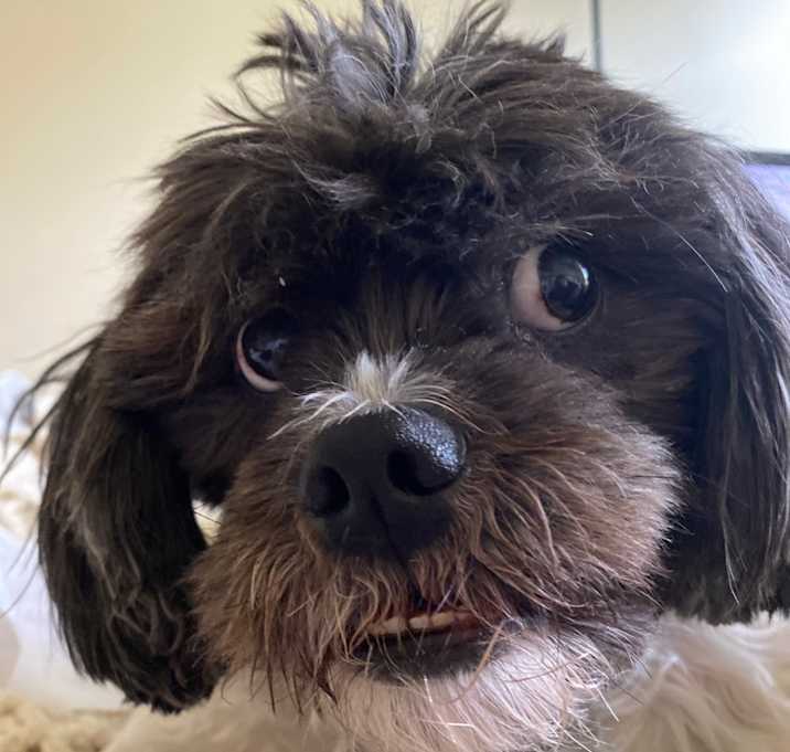 Photo of Indy