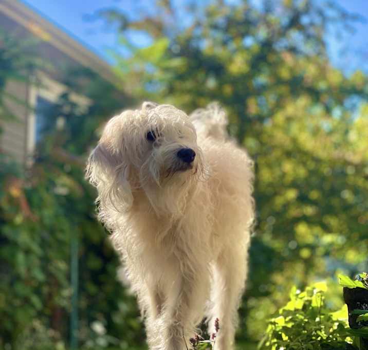Photo of Prince
