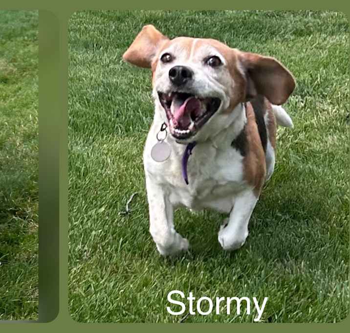Photo of Stormy and Daisy