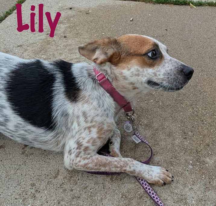 Photo of Lily