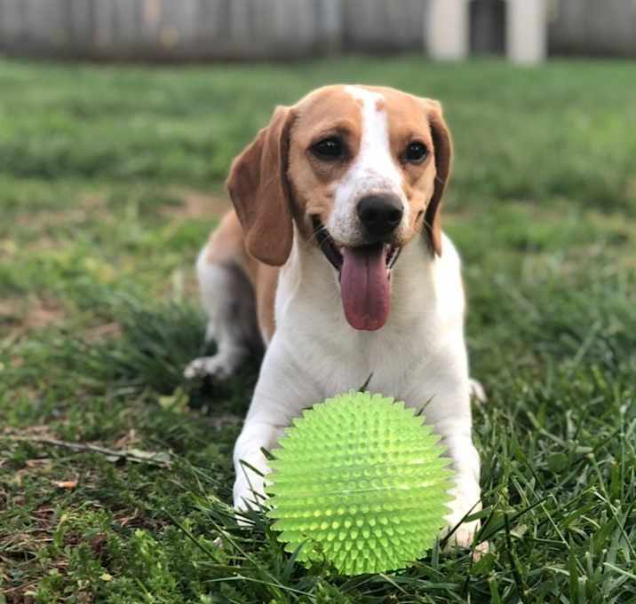 Photo of Honey