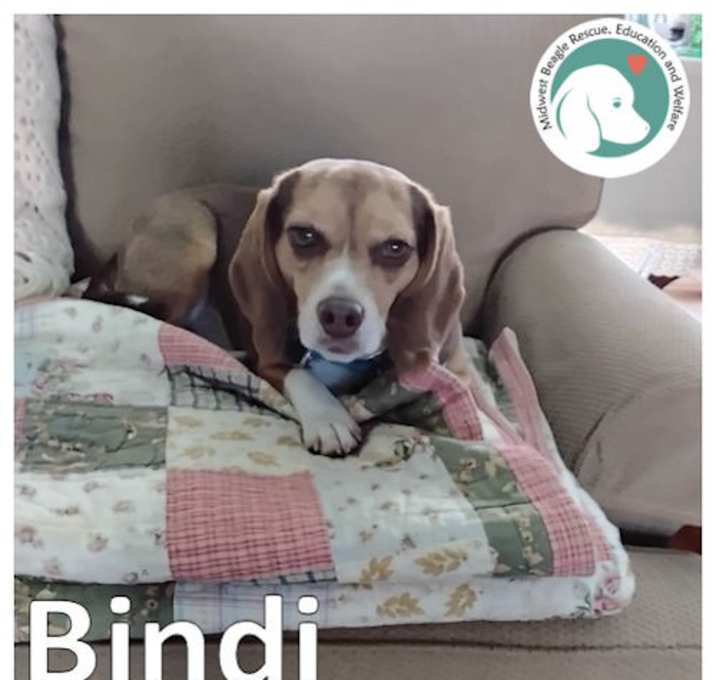 Photo of Bindi